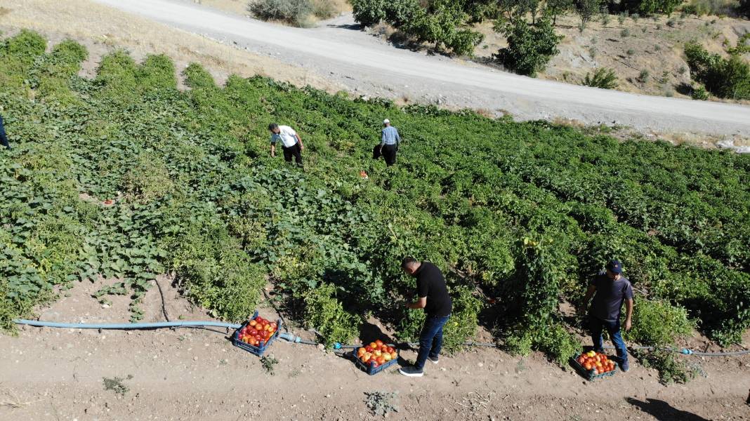 At ve katırlarla taşınıyor sarp arazide hasadı başladı. Ata tohumundan ektiler kilosu 30 TL'den satılıyor 4