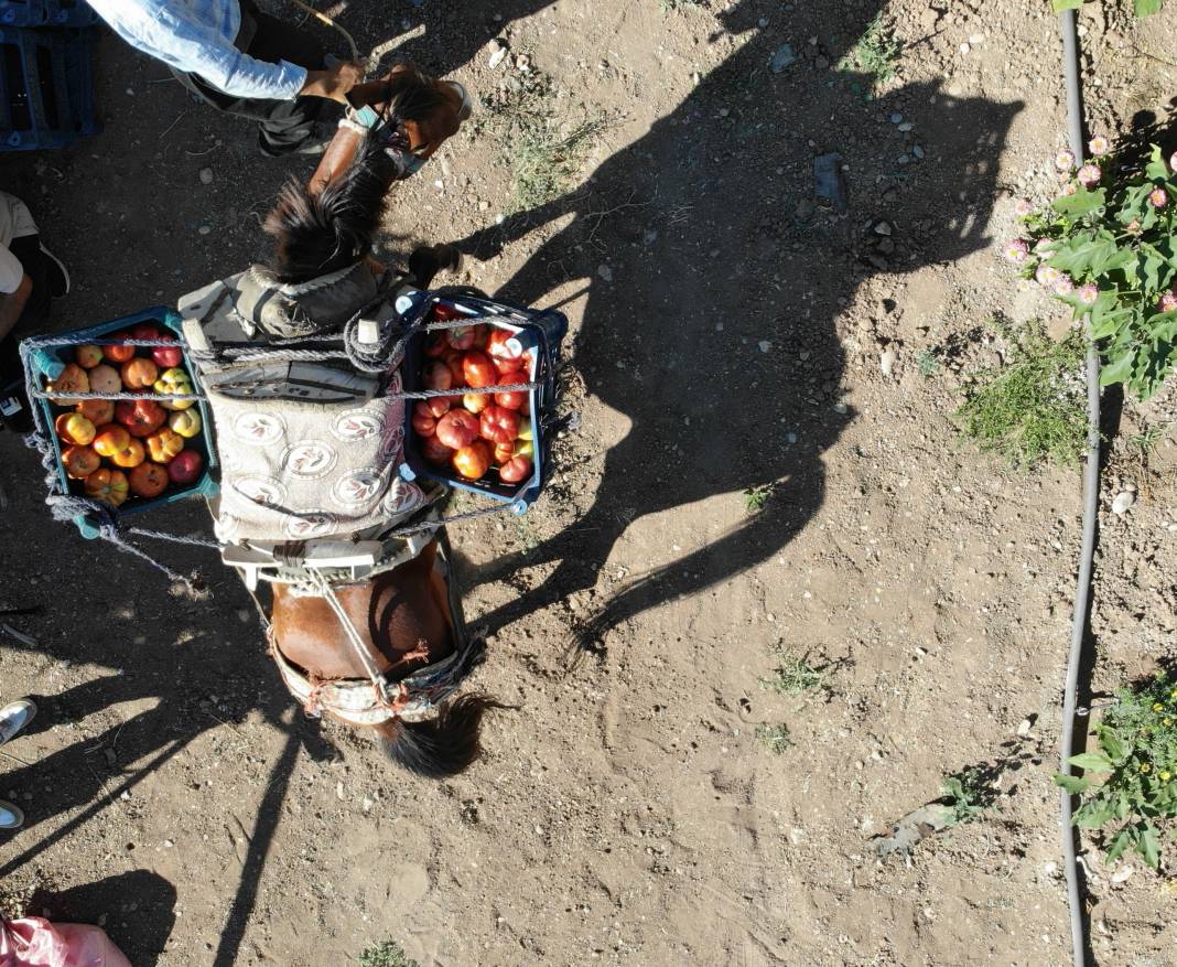 At ve katırlarla taşınıyor sarp arazide hasadı başladı. Ata tohumundan ektiler kilosu 30 TL'den satılıyor 8