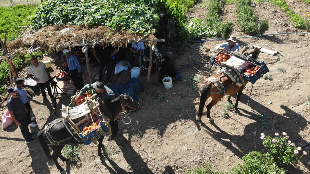 At ve katırlarla taşınıyor sarp arazide hasadı başladı. Ata tohumundan ektiler kilosu 30 TL'den satılıyor 6