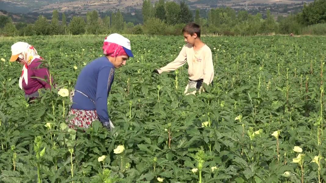 Yenilebilir sarı altının kilosu gerçeğiyle yarışıyor! Sağlığa da faydası çok 6