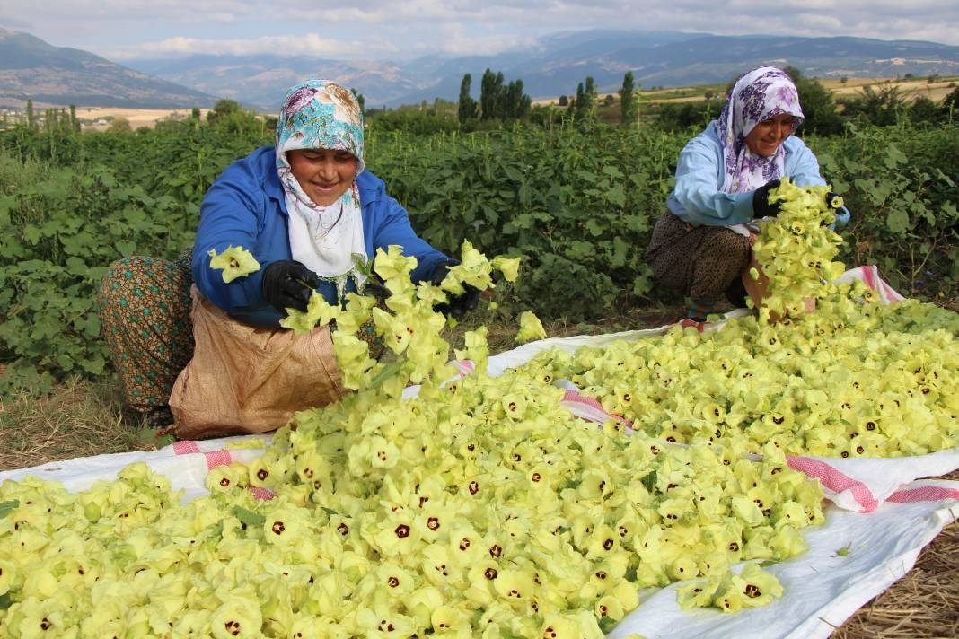 Yenilebilir sarı altının kilosu gerçeğiyle yarışıyor! Sağlığa da faydası çok 3