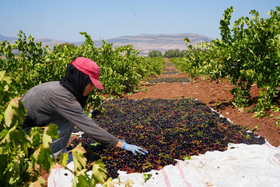 42 derece sıcakta toplanıyor Tarlada 16 markette 40 TL. Sınırın sıfır noktasında hasadı başladı 9