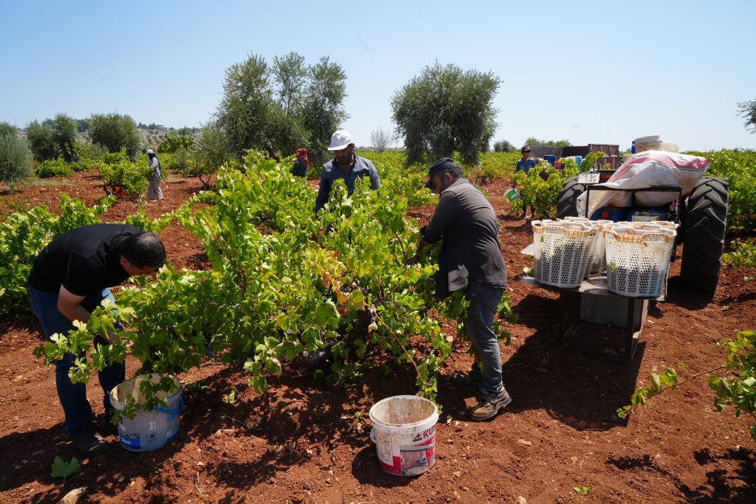 42 derece sıcakta toplanıyor Tarlada 16 markette 40 TL. Sınırın sıfır noktasında hasadı başladı 5