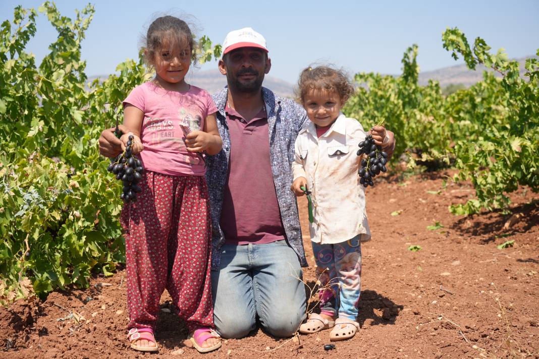 42 derece sıcakta toplanıyor Tarlada 16 markette 40 TL. Sınırın sıfır noktasında hasadı başladı 7