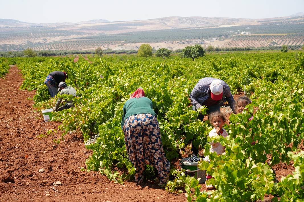 42 derece sıcakta toplanıyor Tarlada 16 markette 40 TL. Sınırın sıfır noktasında hasadı başladı 6