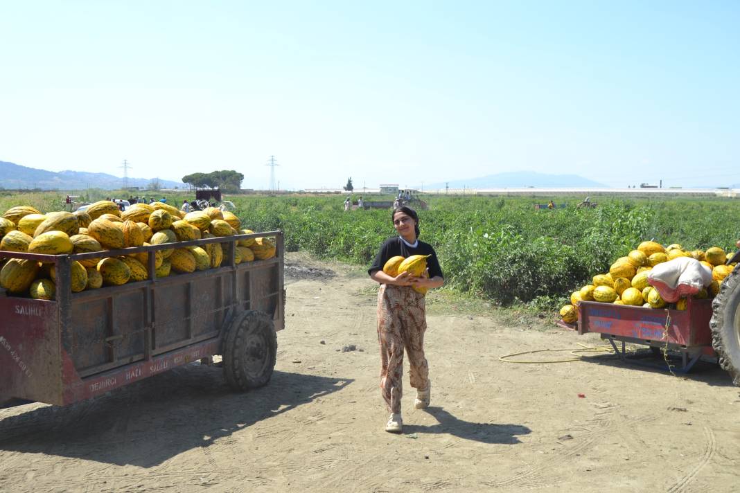 600 ton kavun ve karpuzu bedavaya dağıttılar. Duyan oraya koştu 3