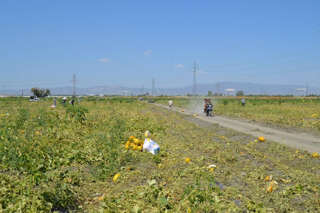 600 ton kavun ve karpuzu bedavaya dağıttılar. Duyan oraya koştu 1