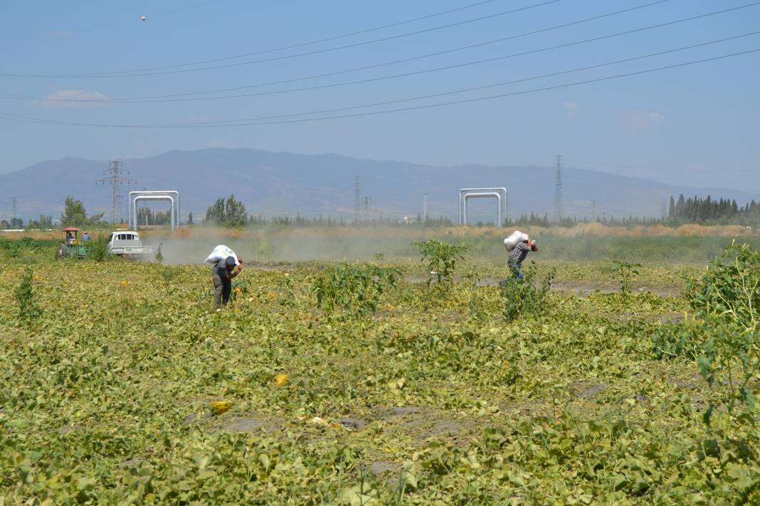 600 ton kavun ve karpuzu bedavaya dağıttılar. Duyan oraya koştu 2