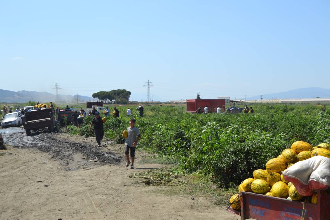 600 ton kavun ve karpuzu bedavaya dağıttılar. Duyan oraya koştu 8