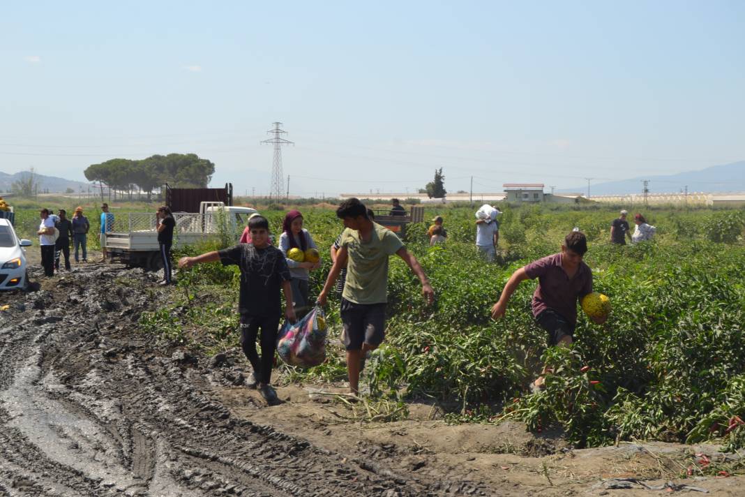 600 ton kavun ve karpuzu bedavaya dağıttılar. Duyan oraya koştu 6