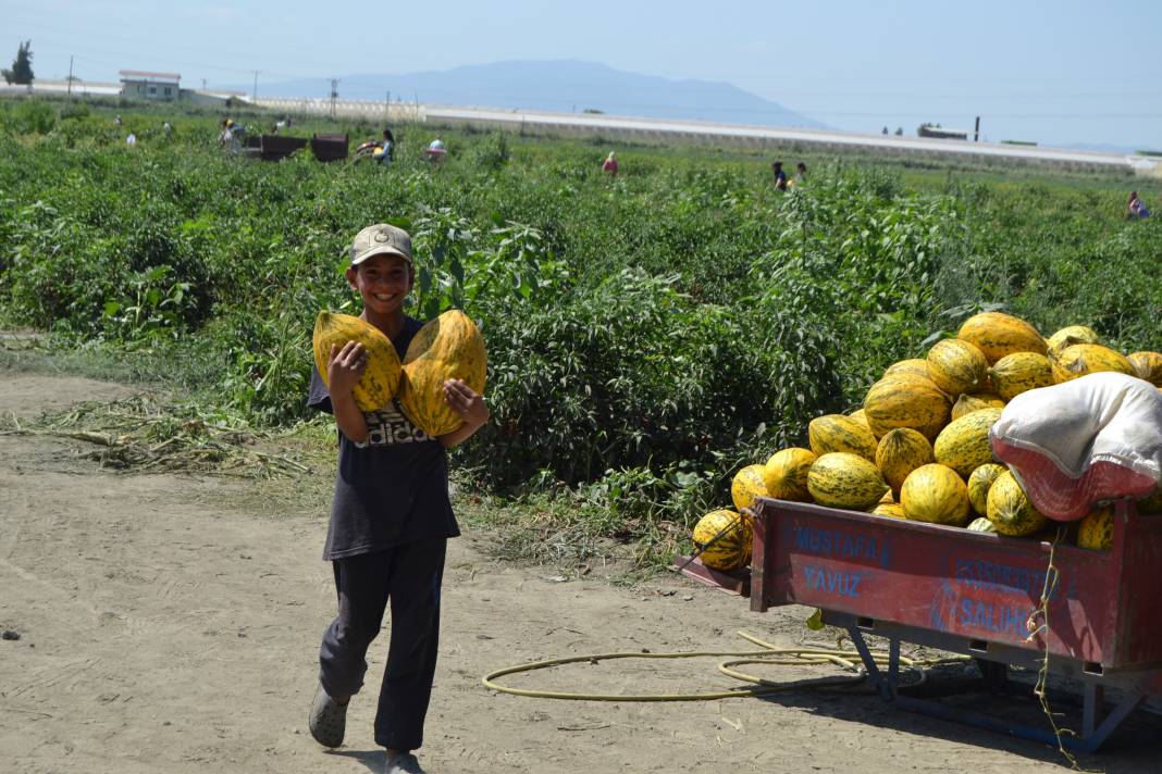 600 ton kavun ve karpuzu bedavaya dağıttılar. Duyan oraya koştu 5