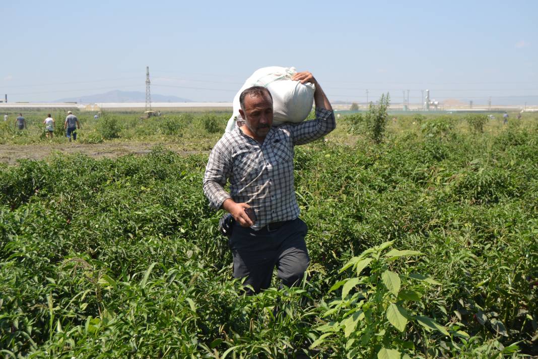 600 ton kavun ve karpuzu bedavaya dağıttılar. Duyan oraya koştu 16