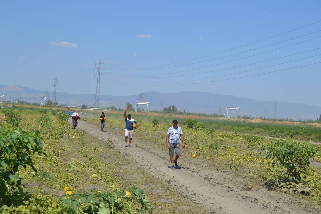 600 ton kavun ve karpuzu bedavaya dağıttılar. Duyan oraya koştu 15