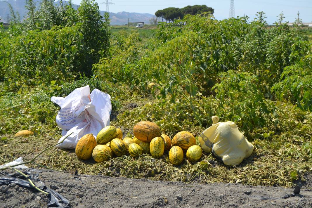 600 ton kavun ve karpuzu bedavaya dağıttılar. Duyan oraya koştu 12