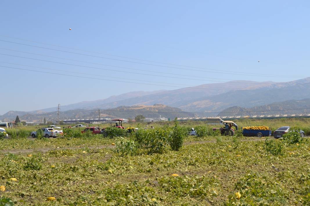 600 ton kavun ve karpuzu bedavaya dağıttılar. Duyan oraya koştu 13