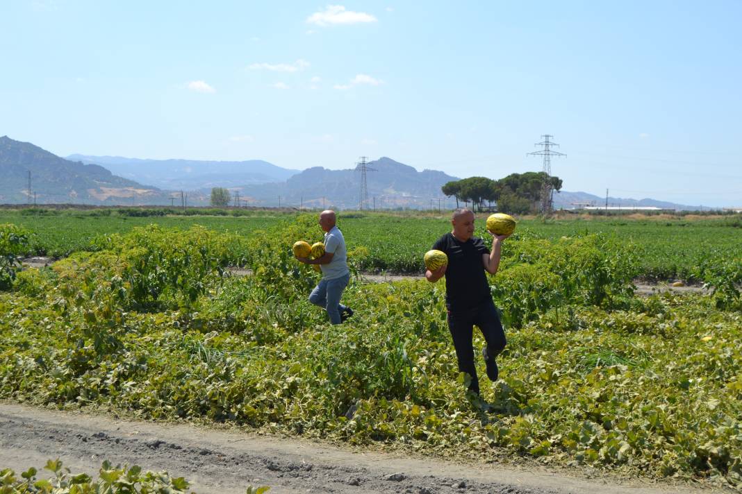 600 ton kavun ve karpuzu bedavaya dağıttılar. Duyan oraya koştu 22