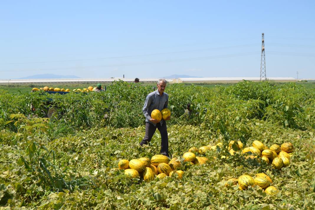 600 ton kavun ve karpuzu bedavaya dağıttılar. Duyan oraya koştu 23