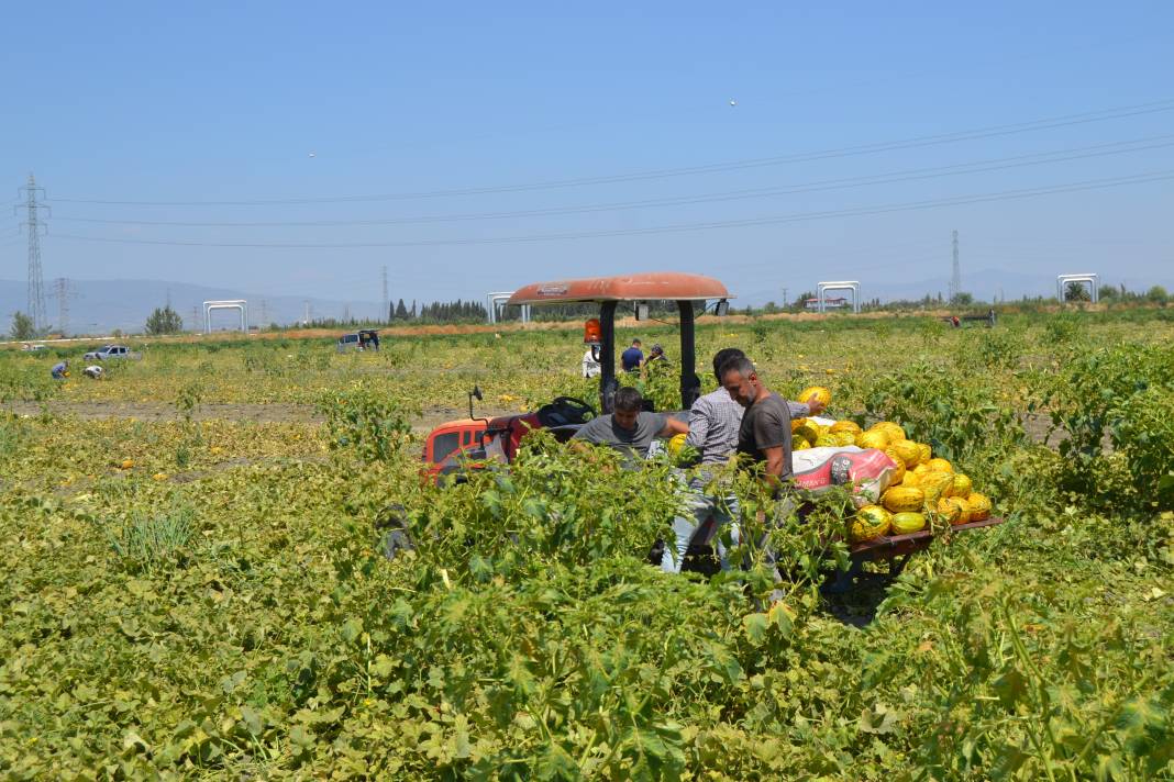 600 ton kavun ve karpuzu bedavaya dağıttılar. Duyan oraya koştu 19