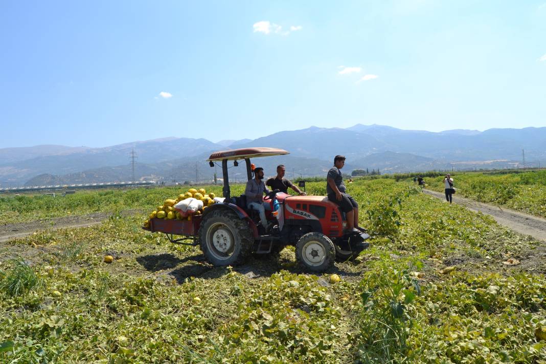 600 ton kavun ve karpuzu bedavaya dağıttılar. Duyan oraya koştu 21