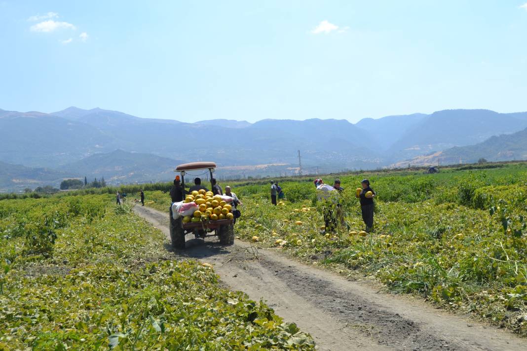 600 ton kavun ve karpuzu bedavaya dağıttılar. Duyan oraya koştu 20