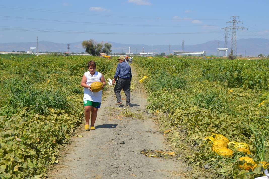 600 ton kavun ve karpuzu bedavaya dağıttılar. Duyan oraya koştu 24