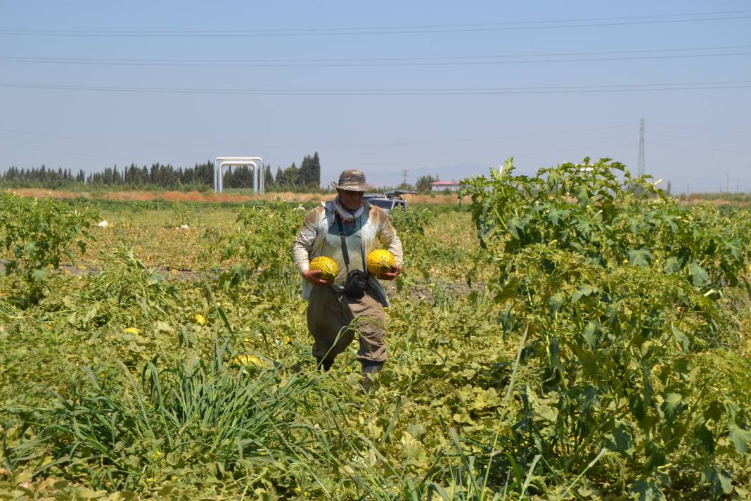 600 ton kavun ve karpuzu bedavaya dağıttılar. Duyan oraya koştu 25