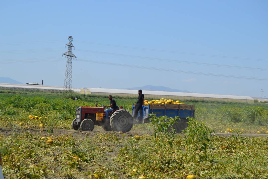 600 ton kavun ve karpuzu bedavaya dağıttılar. Duyan oraya koştu 26