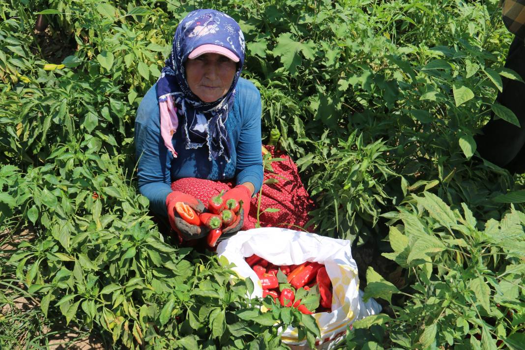 Kavurucu sıcakta acı hasat, ellerini yüzlerine bile süremiyorlar 1