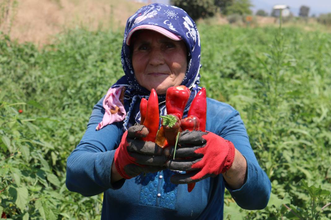 Kavurucu sıcakta acı hasat, ellerini yüzlerine bile süremiyorlar 3