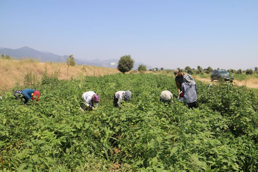 Kavurucu sıcakta acı hasat, ellerini yüzlerine bile süremiyorlar 4