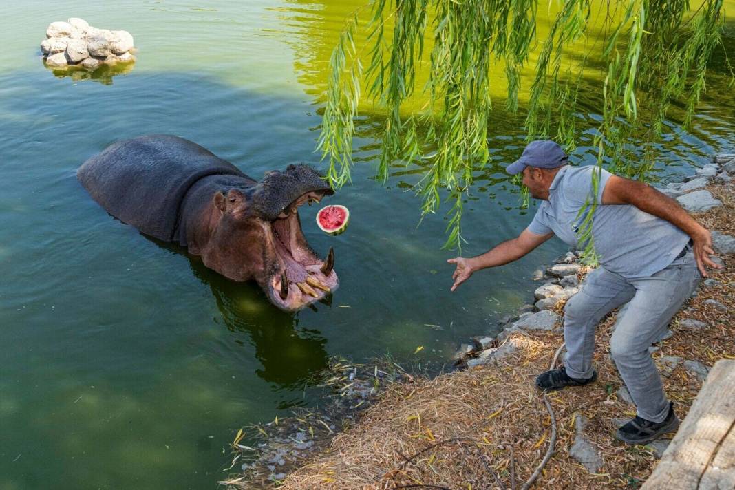 İzmir Tire'de Doğal Yaşam Parkı'ndaki hayvanlardan muhteşem görüntüler 2