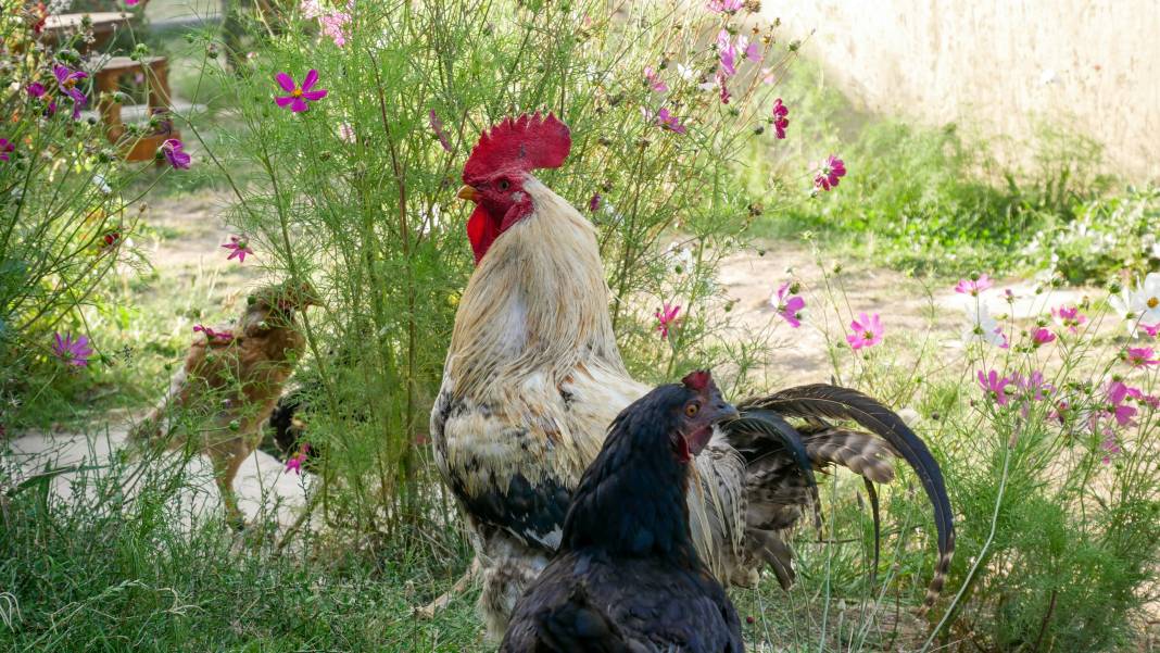 Horozlar hakkında 25 ilginç gerçek 16