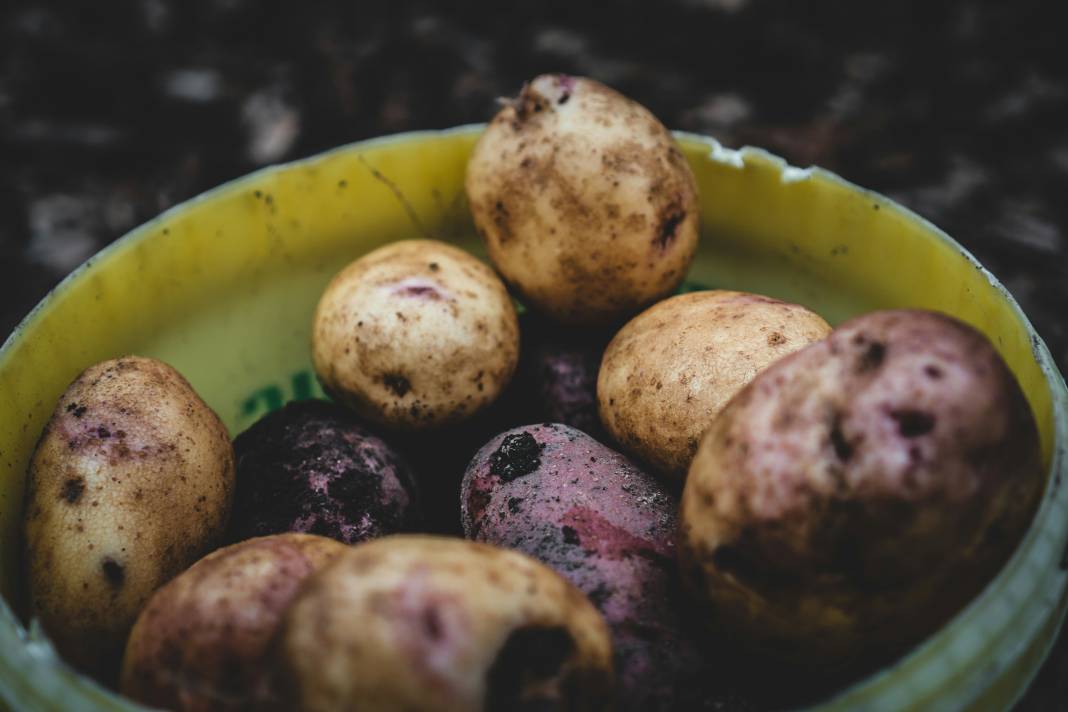 Patates yemeden önce bilmeniz gereken 25 gerçek 17