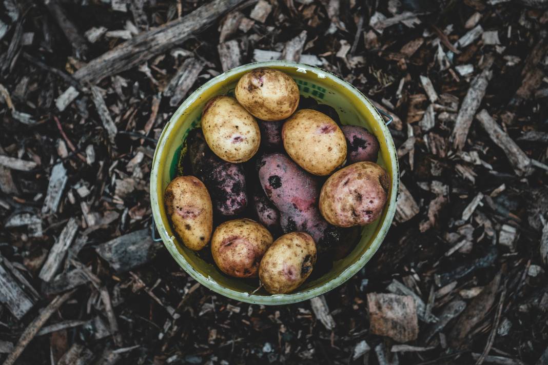 Patates yemeden önce bilmeniz gereken 25 gerçek 7