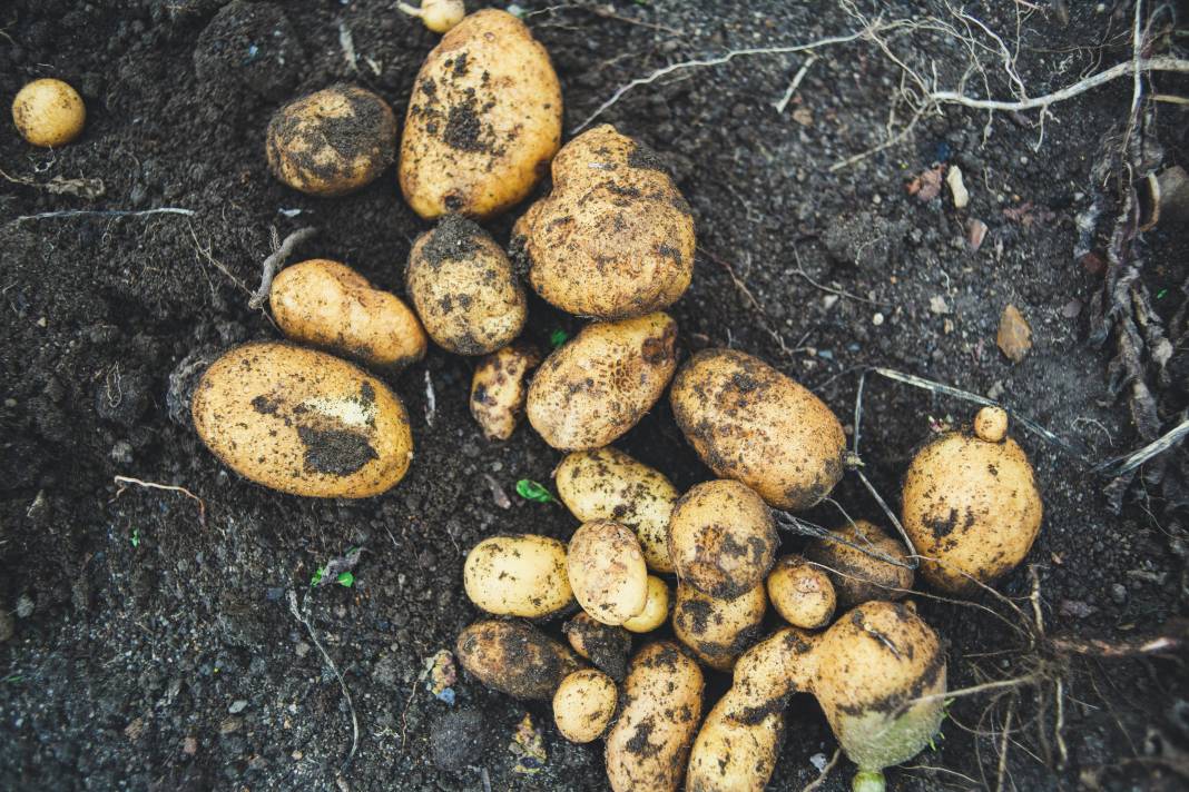 Patates yemeden önce bilmeniz gereken 25 gerçek 9