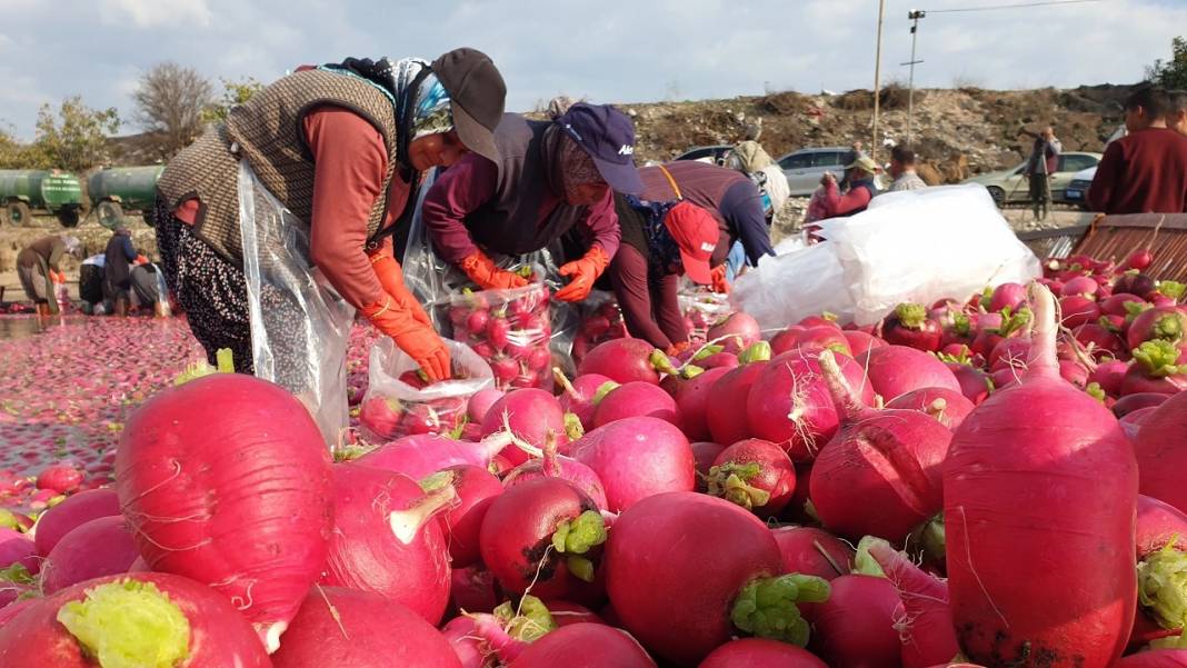 Turp yemeden önce bilmeniz gereken 25 gerçek 17