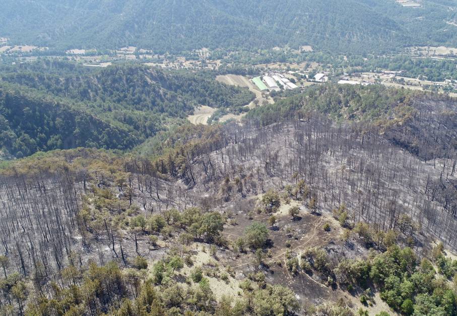 3 ildeki yangının arkasında bıraktığı manzaralar yürek yaktı. Binlerce ağaç küle döndü 20