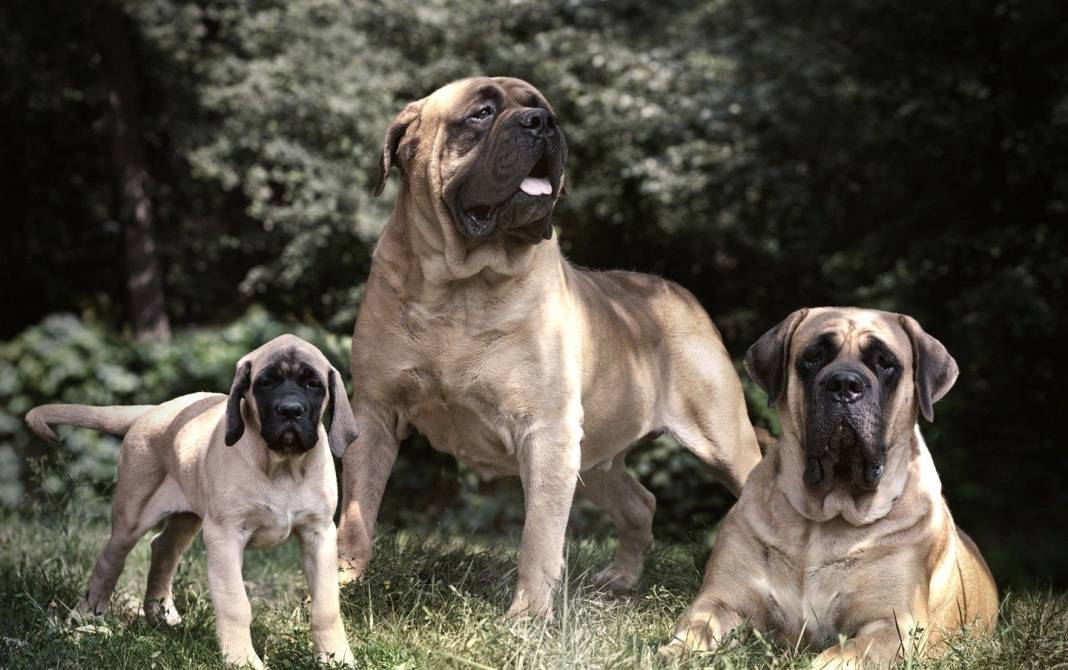 Dünyanın en büyük 25 köpek Irkı. Hem boylarıyla hem sadakatleriyle göz kamaştırıyorlar 2