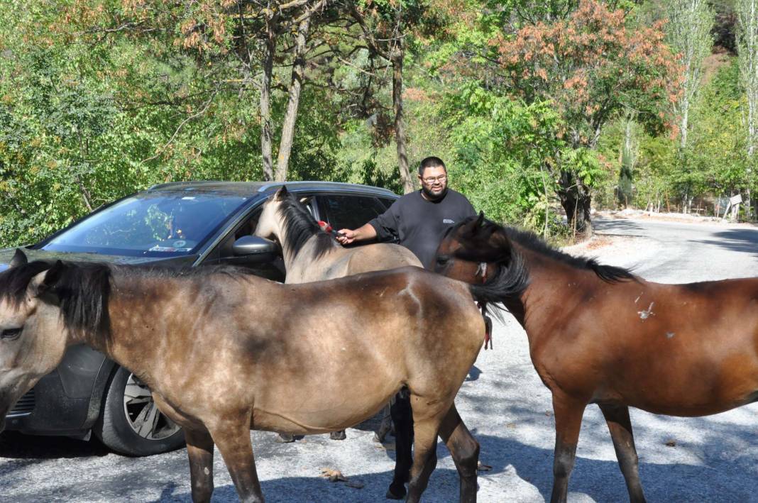 Yılkı atlarının sayısı binlere ulaştı. İzleyenlerin gözlerini büyülüyor 10