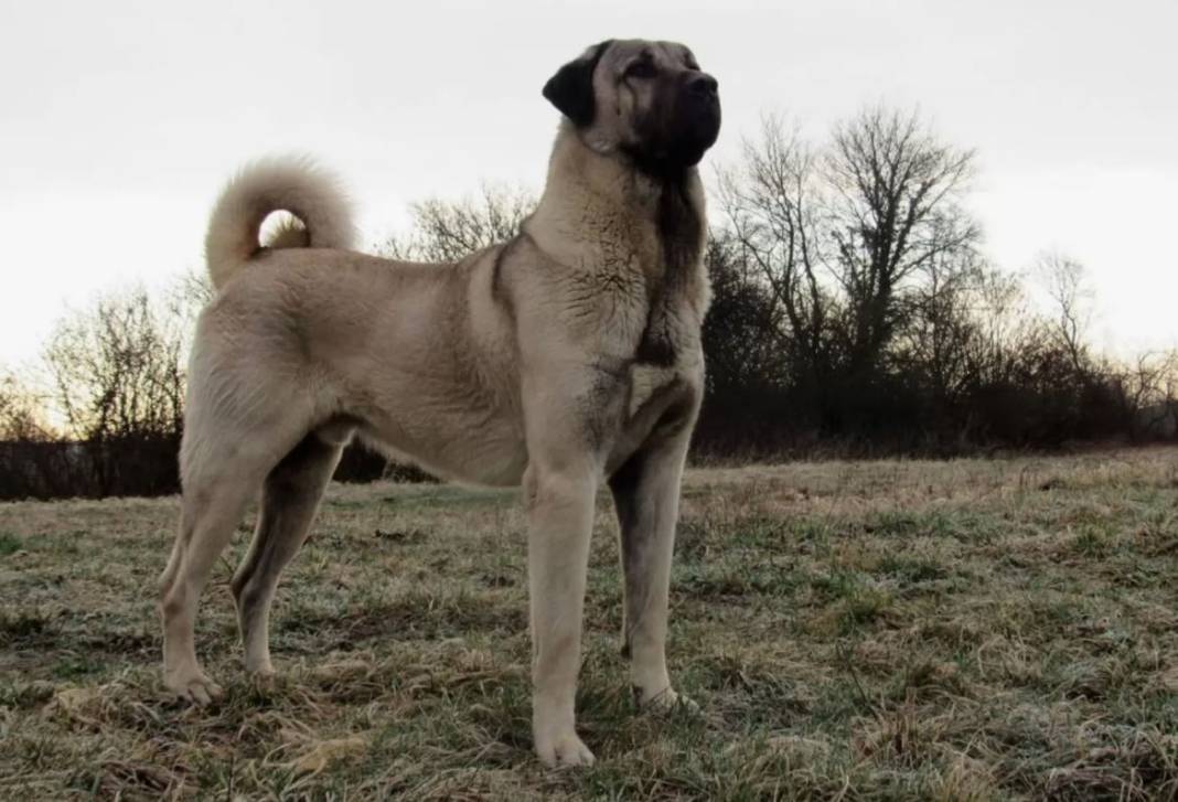 Dünyanın en büyük 25 köpek Irkı. Hem boylarıyla hem sadakatleriyle göz kamaştırıyorlar 15