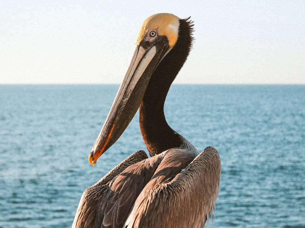 Pelikanlar hakkında 30 ilginç bilgi 8