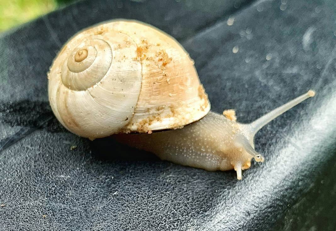 Salyangozlar hakkında çok şaşıracağınız 25 gerçek 5