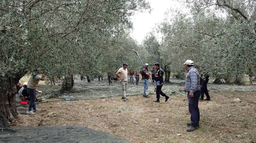 Jandarmadan gece gündüz zeytin nöbeti. Havadan karadan denetliyorlar 3