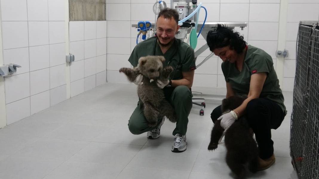 Ormanda bulunan yavru ayılar ‘Bulut’ ile ‘Yağmur’ özel mamalarla besleniyor 8