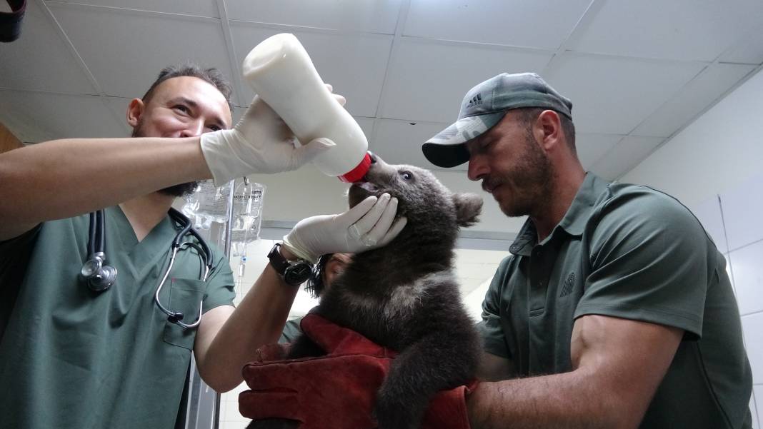 Ormanda bulunan yavru ayılar ‘Bulut’ ile ‘Yağmur’ özel mamalarla besleniyor 6