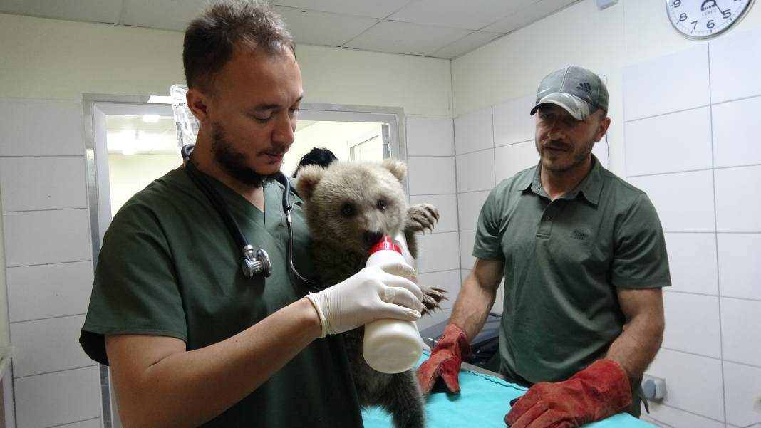 Ormanda bulunan yavru ayılar ‘Bulut’ ile ‘Yağmur’ özel mamalarla besleniyor 3