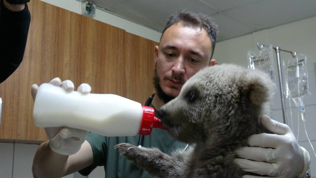 Ormanda bulunan yavru ayılar ‘Bulut’ ile ‘Yağmur’ özel mamalarla besleniyor 1