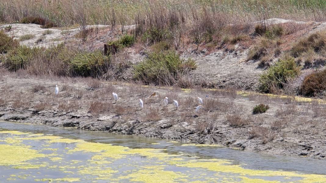 Hatay'daki Milleyha Sulak Alanı'nda bu yıl 12 yeni kuş türü gözlendi 2