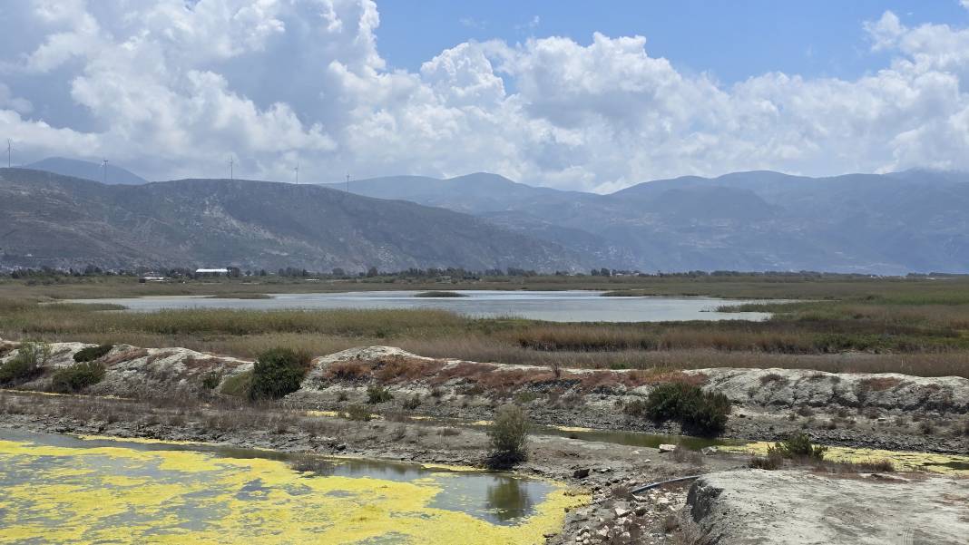 Hatay'daki Milleyha Sulak Alanı'nda bu yıl 12 yeni kuş türü gözlendi 3