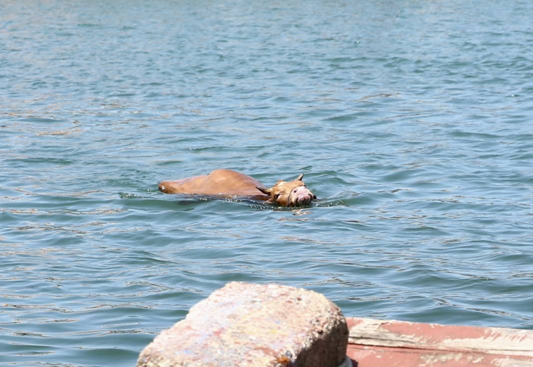Sahibinin elinden kaçtı, kendini Karadeniz’in hırçın sularına bıraktı 5